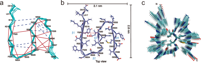 Figure 5 from Liu et al.: three-dimensional structure of mouse RIPK1 amyloid fibrils